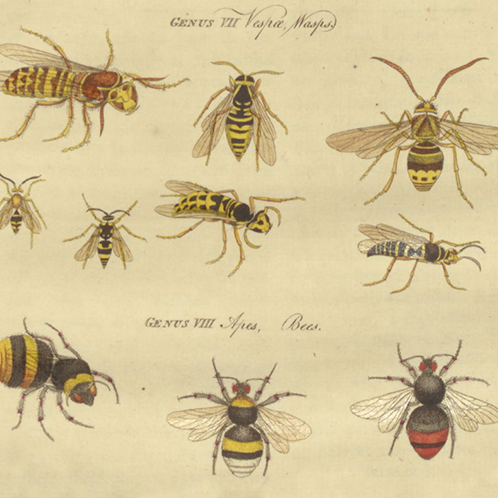 Birds, Bees, Flowers, And Trees