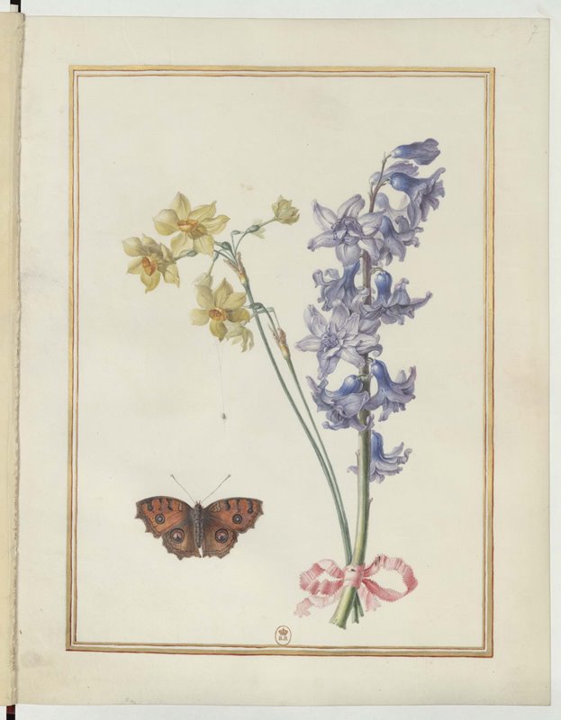 Narcissus and Hyacinth from Album of Flowers